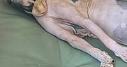 Aina a rejoint le concours — aidez-le/la à gagner de superbes lots ! animal, cat, cats, close_up, cuddling, fabric, funny_pose, green_cushion, hairless_cat, indoor, large_ears, long_legs, lying_down, paws, pet, product_label, relaxed, sleeping, sphynx_cat, wrinkles