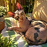 cat, sphynx_cat, hairless_cat, pet, animal, feline, portrait, lounging, sitting, outdoor, cushion, striped_cushion, sunlight, shadows, garden, woodland, trees, greenery, basket, wrinkles