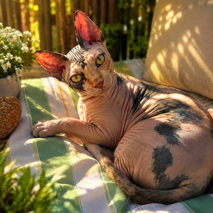 Aina participe au concours pour gagner de l'argent avec cette photo : cat, sphynx_cat, hairless_cat, pet, animal, feline, portrait, lounging, sitting, outdoor, cushion, striped_cushion, sunlight, shadows, garden, woodland, trees, greenery, basket, wrinkles