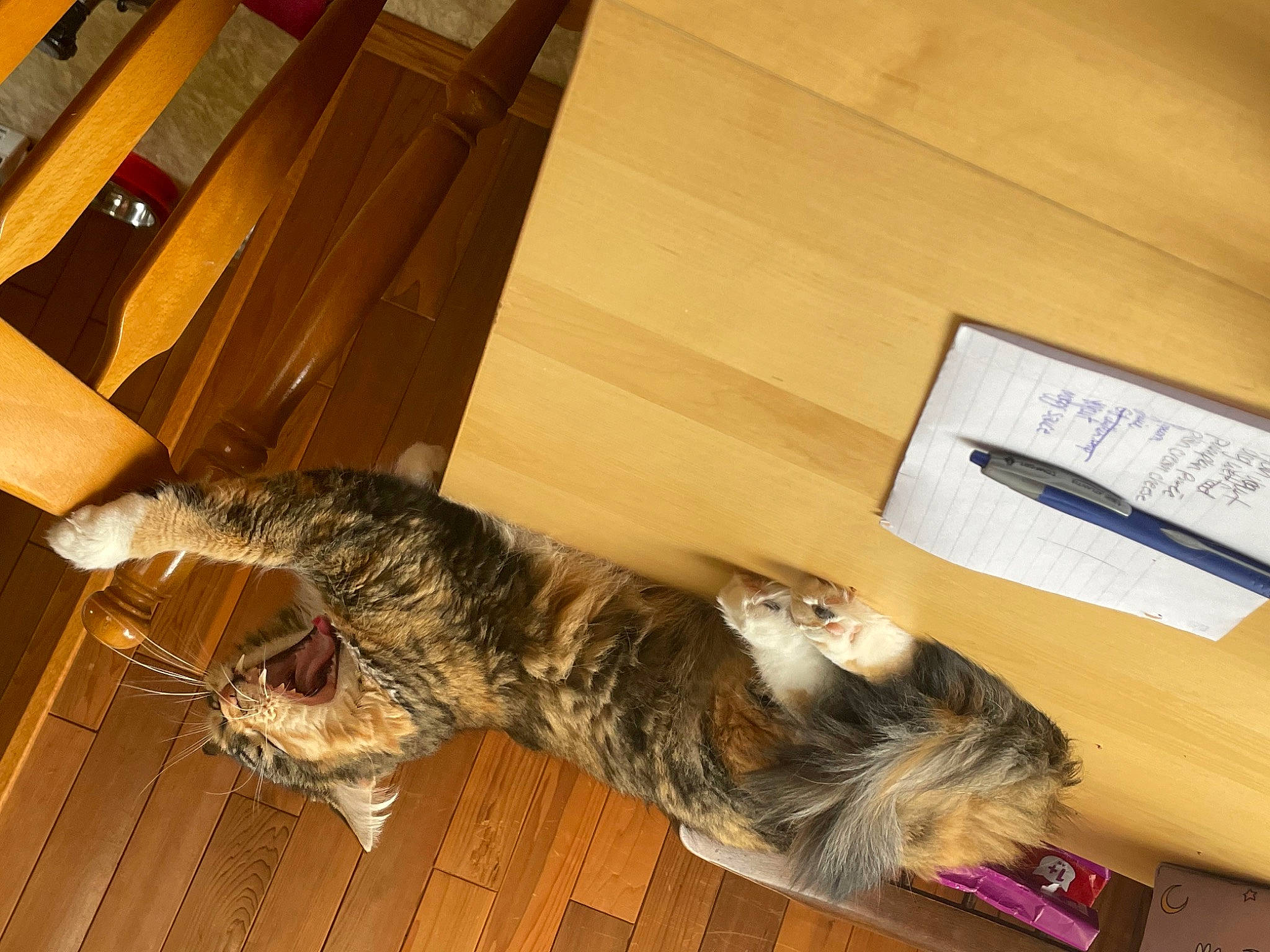 Poppy is registered to the contest to win money with this photo: carnivore, cat, claw, comfort, dog_breed, domestic_short_haired_cat, felidae, flooring, fur, hardwood, mammal, paw, room, small_to_medium_sized_cats, tail, whiskers, wood, wood_stain