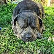 Oxo participe au concours pour gagner de l'argent avec cette photo : dog, sleeping, grass, outdoor, garden, tree, sunlight, wrinkles, ears, paw, brown, nature, peaceful, relaxed, yard, fence, plants, daylight, canine, pet