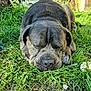 dog, sleeping, grass, outdoor, garden, tree, sunlight, wrinkles, ears, paw, brown, nature, peaceful, relaxed, yard, fence, plants, daylight, canine, pet