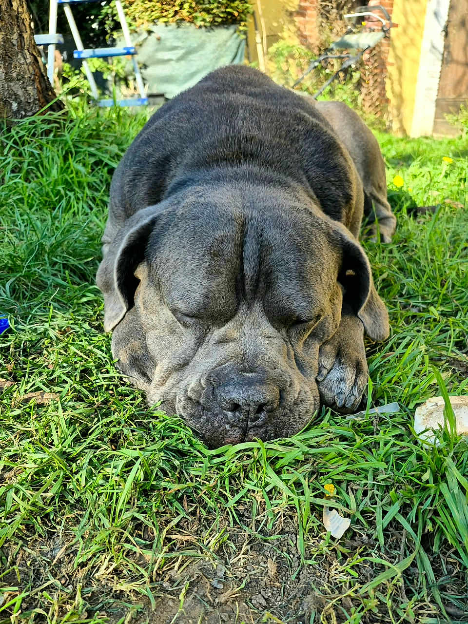 Oxo participe au concours pour gagner de l'argent avec cette photo : dog, sleeping, grass, outdoor, garden, tree, sunlight, wrinkles, ears, paw, brown, nature, peaceful, relaxed, yard, fence, plants, daylight, canine, pet