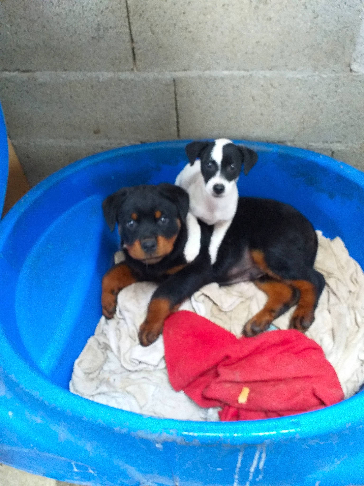 Pacha a rejoint le concours — aidez-le/la à gagner de superbes lots ! appenzeller_sennenhund, brazilian_terrier, canidae, carnivore, companion_dog, dog, dog_breed, entlebucher_mountain_dog, greater_swiss_mountain_dog, mammal, miniature_pinscher, pinscher, puppy, rottweiler, transylvanian_hound, vertebrate