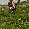 animal, basset_hound, canine, dandelion, dog, ears, fence, grass, greenery, leash, motion, nature, outdoor, pet, photo_gallery, playing, running, screen, smartphone, yard