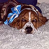 dog, basset_hound, sleepy, lying_down, fluffy_rug, brown_and_white, harness, blue_bow, pet, indoors, close_up, cute, animal, ears, nose, fur, resting, domestic, companion, adorable