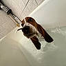 dog, basset_hound, bathtub, water, bathroom, tile, ear, pet, animal, curious, bath_time, indoor, fur, canine, looking_up, wet, ears, snout, bath_accessories, floor