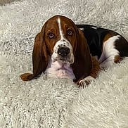 Chipa Pereyra joined the competition — help win amazing prizes! basset_hound, puppy, dog, pet, fluffy_rug, white_rug, brown, black, white, indoor, couch, resting, cute, ears, fur, animal, laying_down, looking_up, domestic_animal, cozy