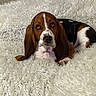 basset_hound, puppy, dog, pet, fluffy_rug, white_rug, brown, black, white, indoor, couch, resting, cute, ears, fur, animal, laying_down, looking_up, domestic_animal, cozy