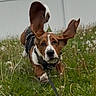 animal, basset_hound, canine, dandelions, dog, ears_flapping, grass, greenery, happy, leash, motion, nature, outdoor, pet, playful, puppy, running, summer, white_fence, yard