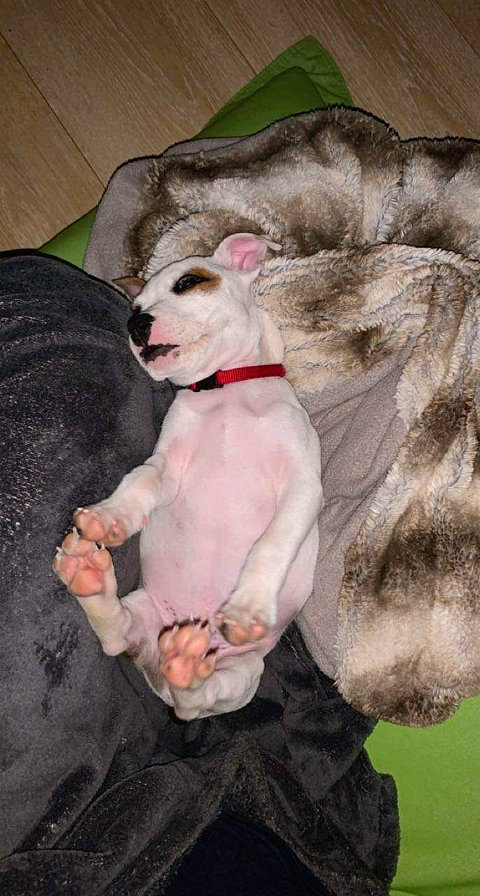 Ruck a rejoint le concours — aidez-le/la à gagner de superbes lots ! canidae, carnivore, collar, comfort, companion_dog, dog, dog_breed, dog_clothes, dog_collar, dog_supply, fawn, painting, paw, rampur_greyhound, sighthound, sporting_group, tail, toy_dog, whiskers, working_animal