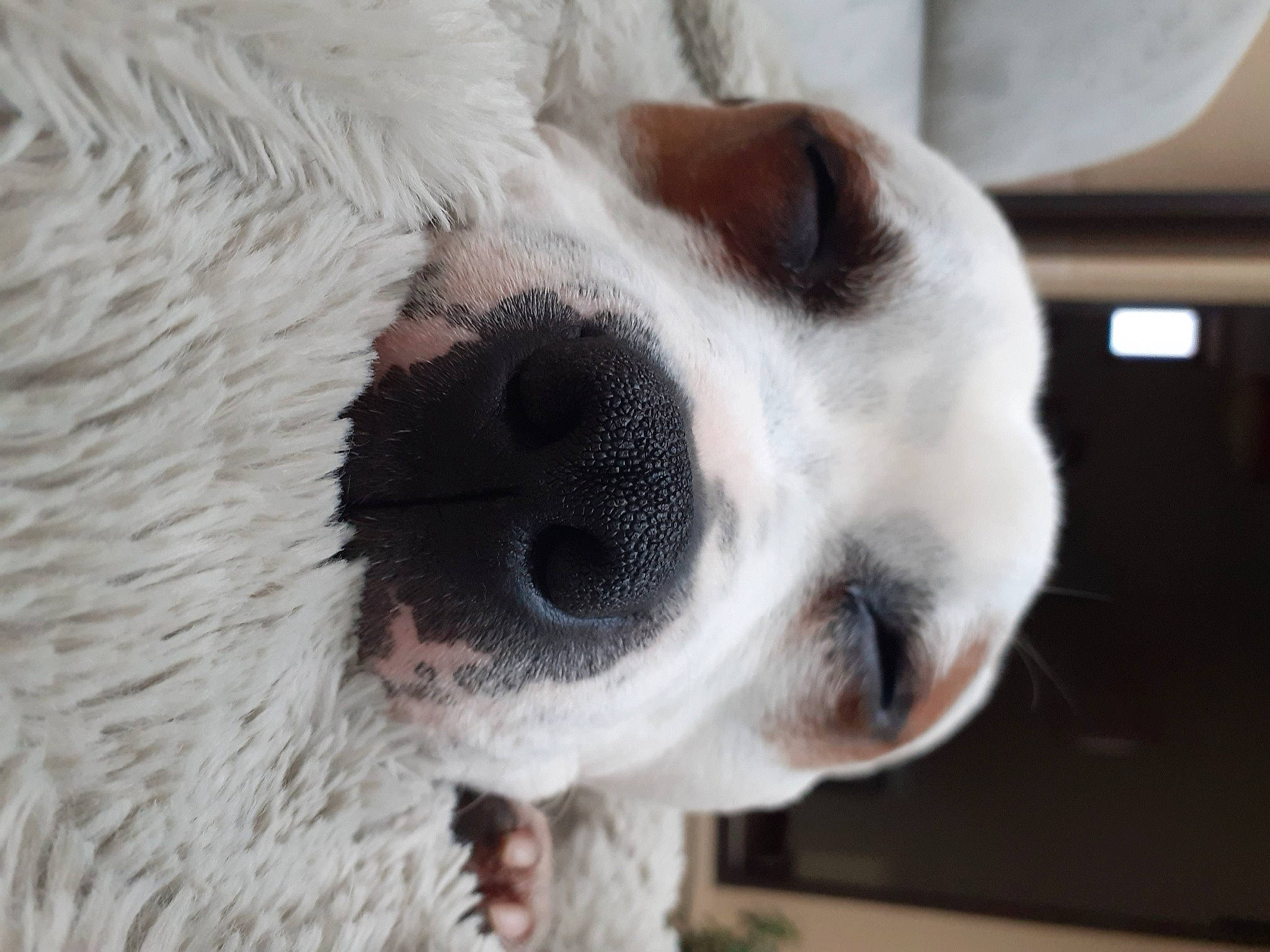 Ruck a rejoint le concours — aidez-le/la à gagner de superbes lots ! canidae, carnivore, collar, companion_dog, dog, dog_breed, dog_collar, dog_supply, ear, eye, fawn, fur, head, nose, pet_supply, snout, sporting_group, terrestrial_animal, whiskers, working_animal