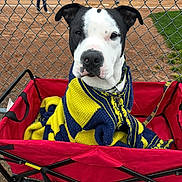 Prince joined the competition — help win amazing prizes! dog, black_and_white, blanket, knitted, red_wagon, chain_link_fence, baseball_field, outdoor, pet, canine, seated, leash, grass, dirt, sport, people, casual, daytime, comfort, animal