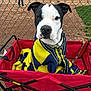dog, black_and_white, blanket, knitted, red_wagon, chain_link_fence, baseball_field, outdoor, pet, canine, seated, leash, grass, dirt, sport, people, casual, daytime, comfort, animal