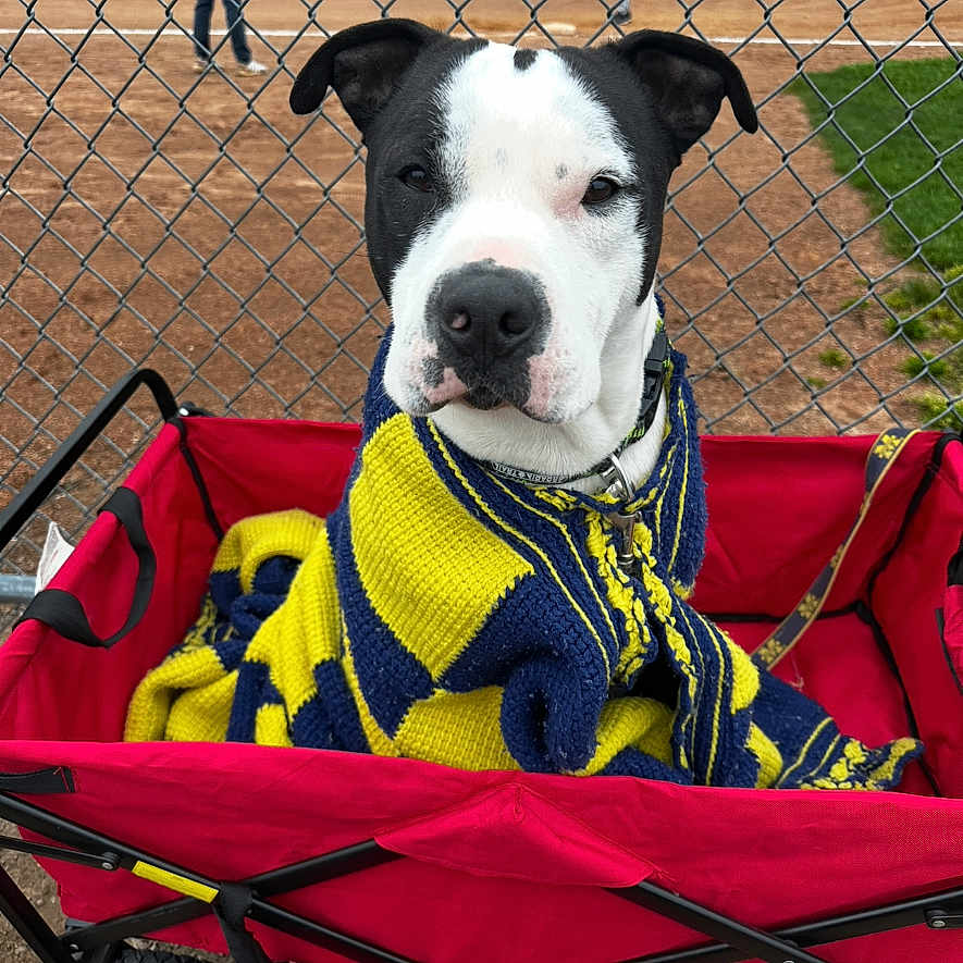 Prince joined the competition — help win amazing prizes! animal, baseball_field, black_and_white, blanket, canine, casual, chain_link_fence, comfort, daytime, dirt, dog, grass, knitted, leash, outdoor, people, pet, red_wagon, seated, sport