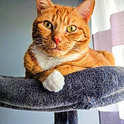 Mojito a rejoint le concours — aidez-le/la à gagner de superbes lots ! cat, ginger_cat, feline, pet, indoor, cat_tree, fur, whiskers, yellow_eyes, paw, relaxed, window, curtains, gray, soft_light, domestic_animal, close_up, portrait, resting, household