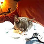 Juni Bug is registered to the contest to win money with this photo: dog, small_dog, blanket, couch, lamp, indoor, cozy, pet, animal, brown_dog, resting, furniture, decor, warm_light, shy, sleepy, cute, comfort, wrapped, home