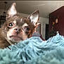 Juni Bug joined the competition — help win amazing prizes! dog, chihuahua, pet, close_up, brown, tan, blanket, fluffy, indoor, home, furniture, plant, cozy, ears, face, animal, cute, small, portrait, relaxed