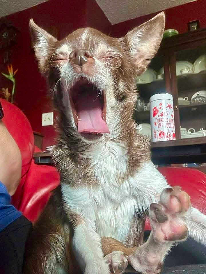 Juni Bug joined the competition — help win amazing prizes! dog, chihuahua, yawning, pet, paw, indoor, couch, red_couch, furniture, sitting, mouth_open, tongue, fur, small_dog, animal, cute, household, cabinet, dishes, relaxed