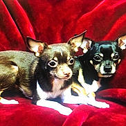 Juni Bug joined the competition — help win amazing prizes! dog, chihuahua, pet, animal, cute, small_dog, fur, ears, eyes, companion, red_velvet, couch, indoor, resting, posing, cute_pets, two_dogs, domestic_animal, friendship, cozy