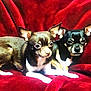 dog, chihuahua, pet, animal, cute, small_dog, fur, ears, eyes, companion, red_velvet, couch, indoor, resting, posing, cute_pets, two_dogs, domestic_animal, friendship, cozy