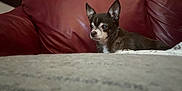 Juni Bug is registered to the contest to win money with this photo: dog, chihuahua, small_dog, pet, indoor, couch, red_couch, leather, animal, alert, sitting, furry, companion, looking_away, side_view, cozy, household, domestic, fur, canine