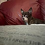 dog, chihuahua, small_dog, pet, indoor, couch, red_couch, leather, animal, alert, sitting, furry, companion, looking_away, side_view, cozy, household, domestic, fur, canine