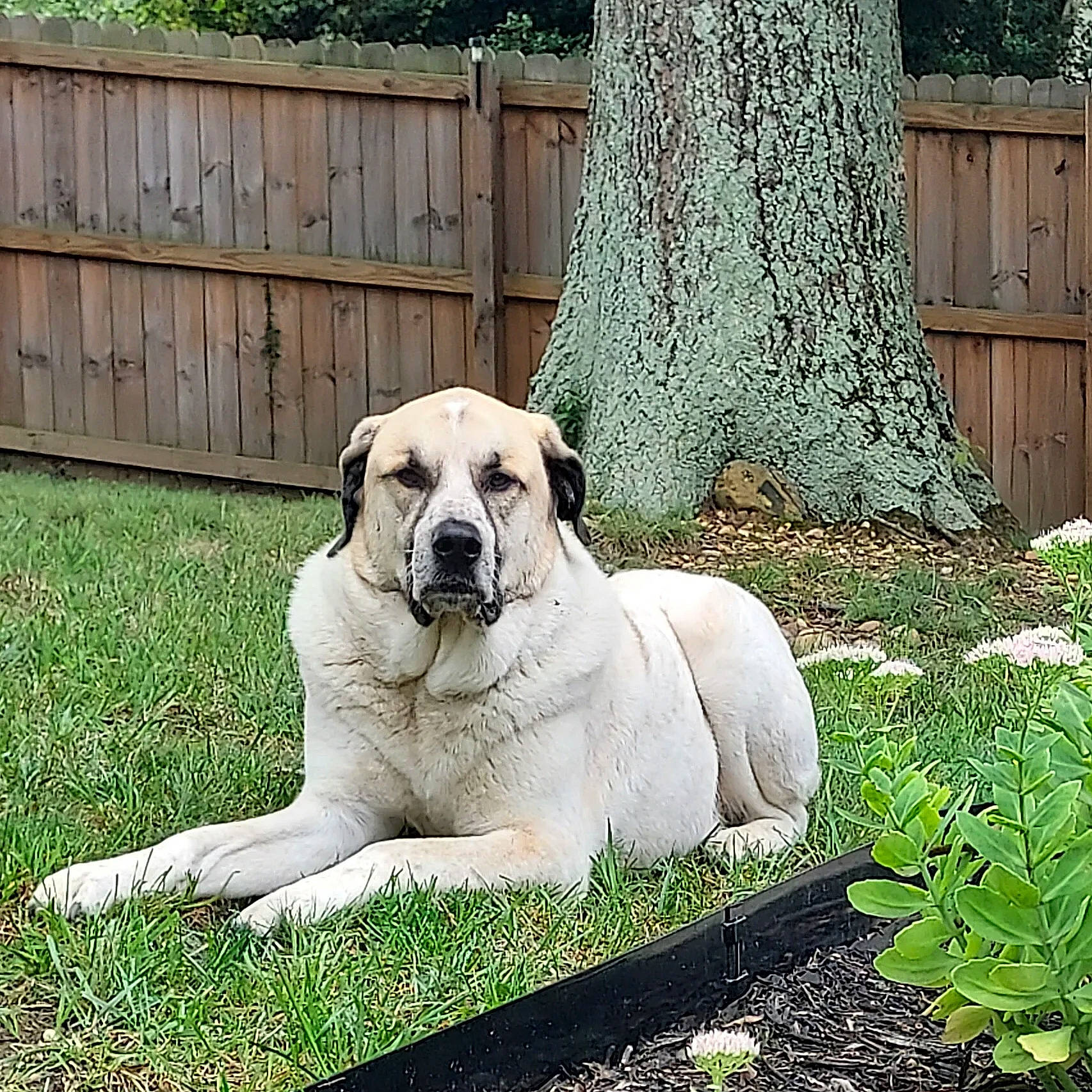 Murphy is registered to the contest to win money with this photo: ancient_dog_breeds, canidae, carnivore, companion_dog, dog, dog_breed, fawn, fence, garden, grass, groundcover, home_fencing, plant, sporting_group, tree, trunk, wood, working_animal, working_dog, yard