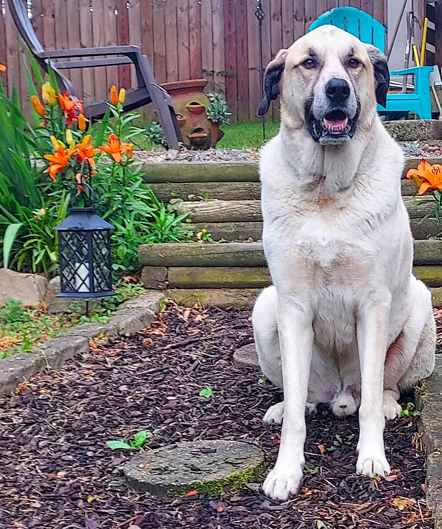 Murphy joined the competition — help win amazing prizes! annual_plant, carnivore, companion_dog, dog, dog_breed, fawn, flower, flowerpot, garden, grass, groundcover, gun_dog, houseplant, landscape, petal, plant, soil, sporting_group, tail, working_animal