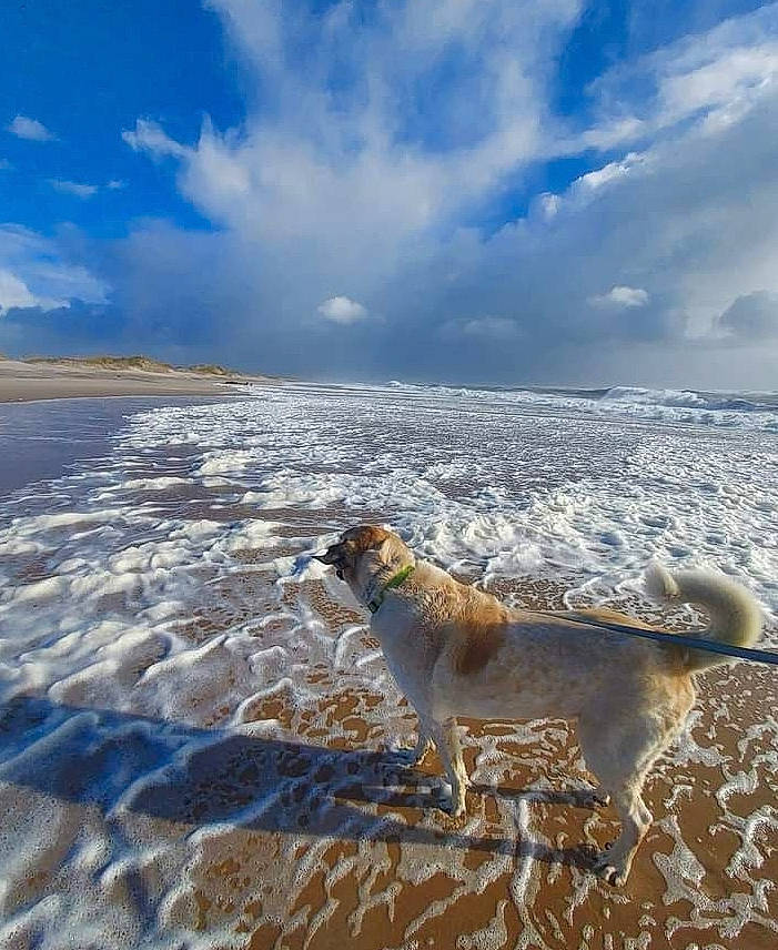 Murphy joined the competition — help win amazing prizes! beach, carnivore, cloud, coast, coastal_and_oceanic_landforms, cumulus, dog, dog_breed, fawn, foam, horizon, landscape, liquid, sand, shore, sky, water, wave, wind_wave, winter