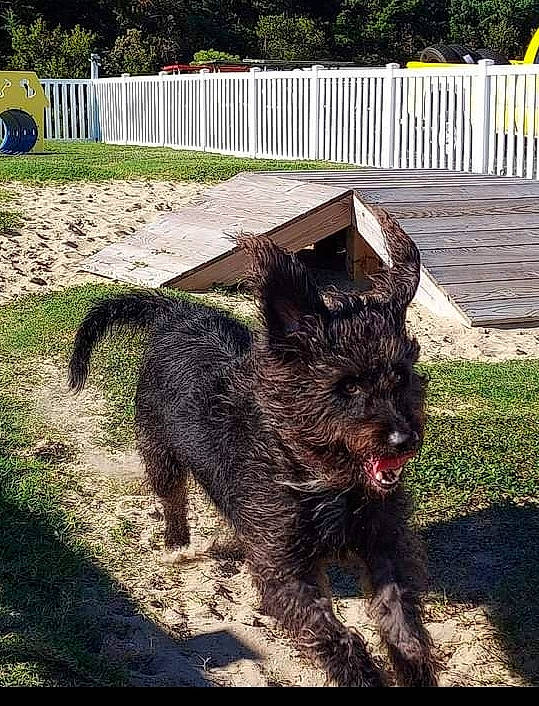 Brody joined the competition — help win amazing prizes! canidae, carnivore, companion_dog, dog, dog_breed, fence, fur, grass, home_fencing, liver, plant, snout, soil, sporting_group, tail, terrier, tree, water_dog, working_animal, working_terrier