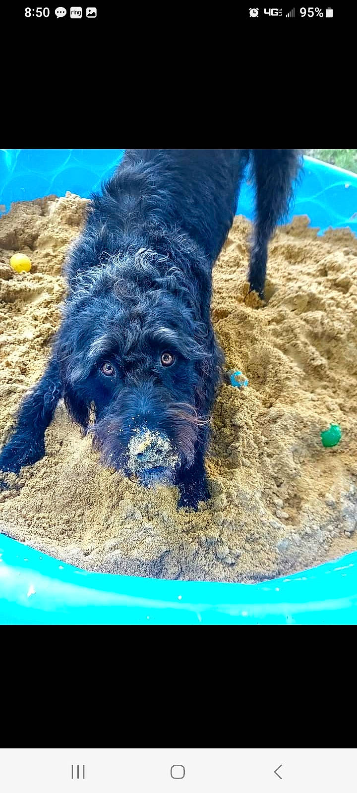 Brody is registered to the contest to win money with this photo: canidae, carnivore, companion_dog, dog, dog_breed, dog_supply, electric_blue, fur, herding_dog, mammal, snout, soil, sporting_group, terrier, vertebrate, water_dog, working_animal, working_dog