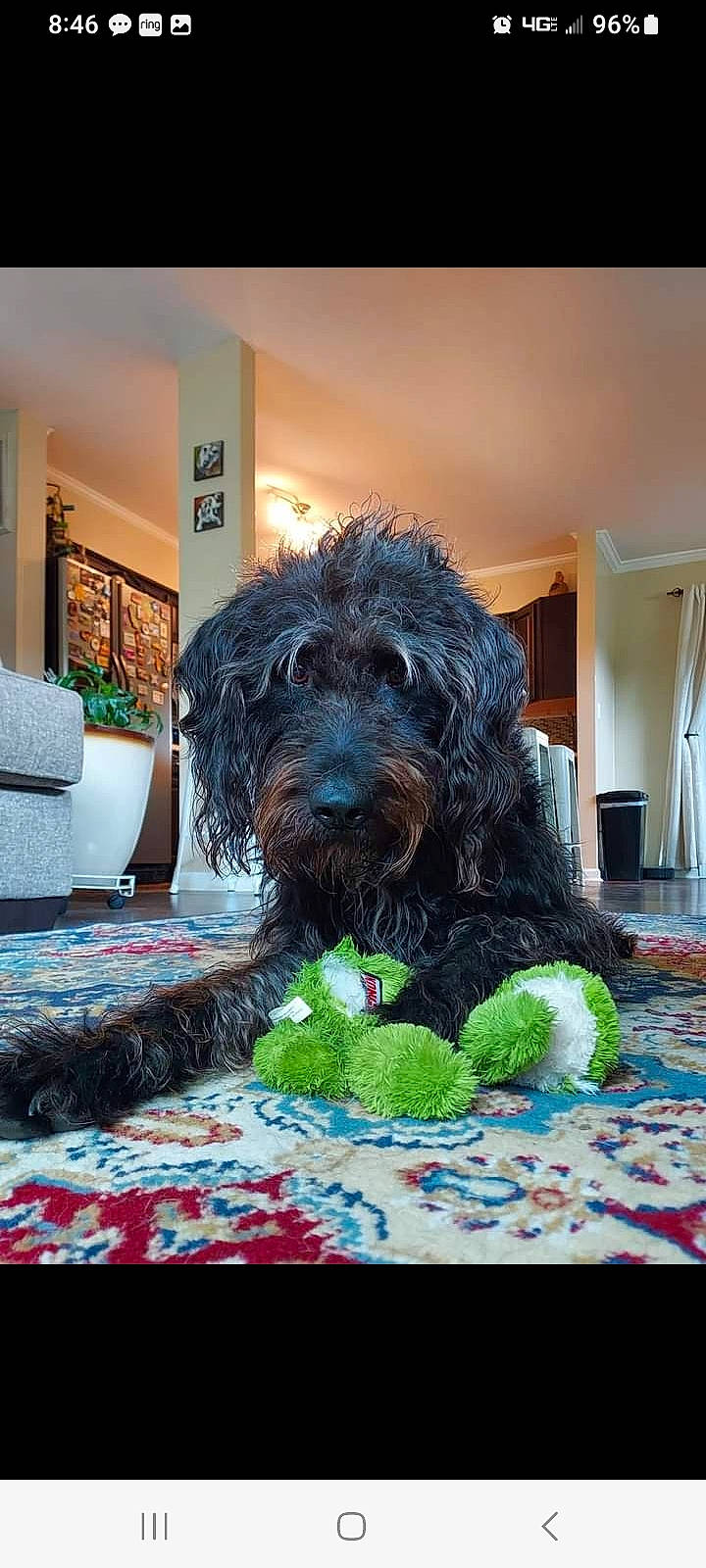 Brody is registered to the contest to win money with this photo: canidae, carnivore, companion_dog, dog, dog_breed, dog_supply, flooring, fur, houseplant, linens, plant, room, schnauzer, small_terrier, snout, sporting_group, terrier, toy_dog, water_dog, yorkipoo