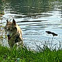 Ozark participe au concours pour gagner de l'argent avec cette photo : dog, husky, water, lake, grass, greenery, nature, outdoor, animal, pet, tongue_out, playful, ripples, stick, sunlight, summer, wet, canine, side_view, daylight