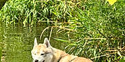 Ozark participe au concours pour gagner de l'argent avec cette photo : dog, husky, water, pond, greenery, leaves, branches, nature, outdoor, animal, fur, canine, reflection, sunlight, summer, relaxation, wildlife, muzzle, snout, happy