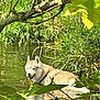dog, husky, water, pond, greenery, leaves, branches, nature, outdoor, animal, fur, canine, reflection, sunlight, summer, relaxation, wildlife, muzzle, snout, happy
