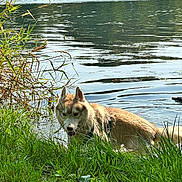 Ozark a rejoint le concours — aidez-le/la à gagner de superbes lots ! dog, husky, water, lake, grass, outdoor, nature, animal, pet, sunlight, greenery, riverbank, canine, mammal, fur, summer, daytime, wildlife, scenic, peaceful
