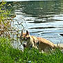 dog, husky, water, lake, grass, outdoor, nature, animal, pet, sunlight, greenery, riverbank, canine, mammal, fur, summer, daytime, wildlife, scenic, peaceful