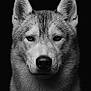 Ozark a rejoint le concours — aidez-le/la à gagner de superbes lots ! dog, husky, close_up, portrait, black_and_white, animal, fur, ears, face, water_droplets, intense_gaze, canine, wildlife, monochrome, majestic, pet, muzzle, whiskers, dark_background, serious_expression