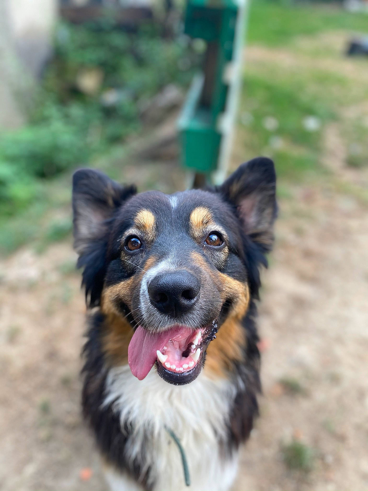 Prune participe au concours pour gagner de l'argent avec cette photo : canidae, carnivore, collar, companion_dog, dog, dog_breed, grass, herding_dog, plant, sporting_group, whiskers, working_animal, working_dog