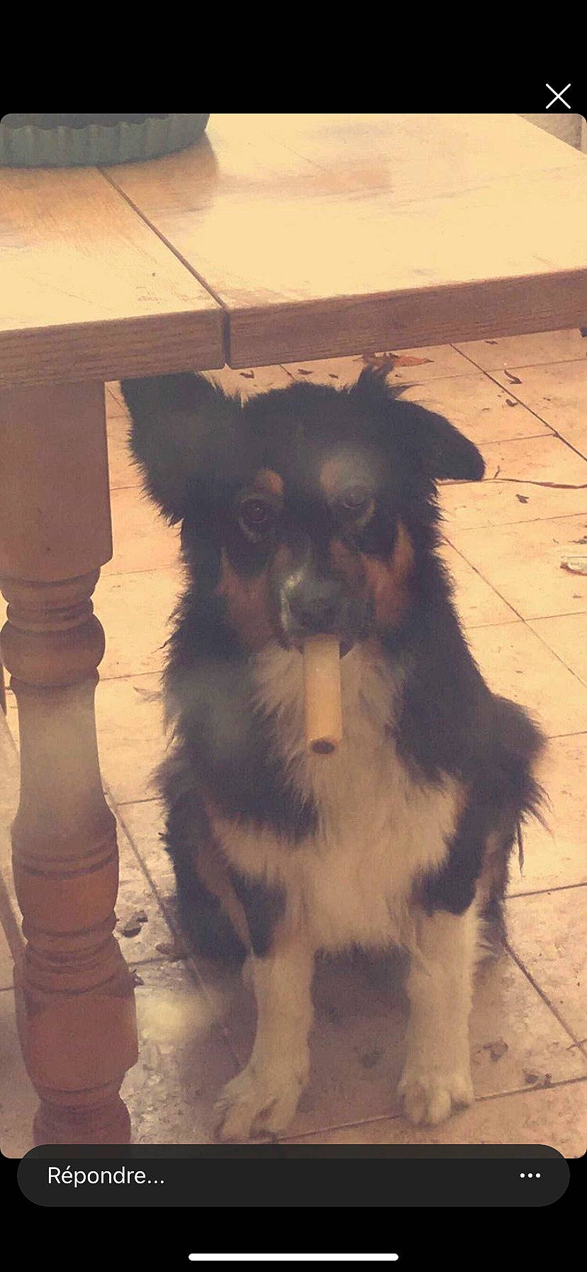 Prune a rejoint le concours — aidez-le/la à gagner de superbes lots ! canidae, carnivore, companion_dog, dog, dog_breed, eye, fawn, flooring, fur, hardwood, paw, snout, sporting_group, tail, terrestrial_animal, tints_and_shades, toy_dog, whiskers, wood, working_animal