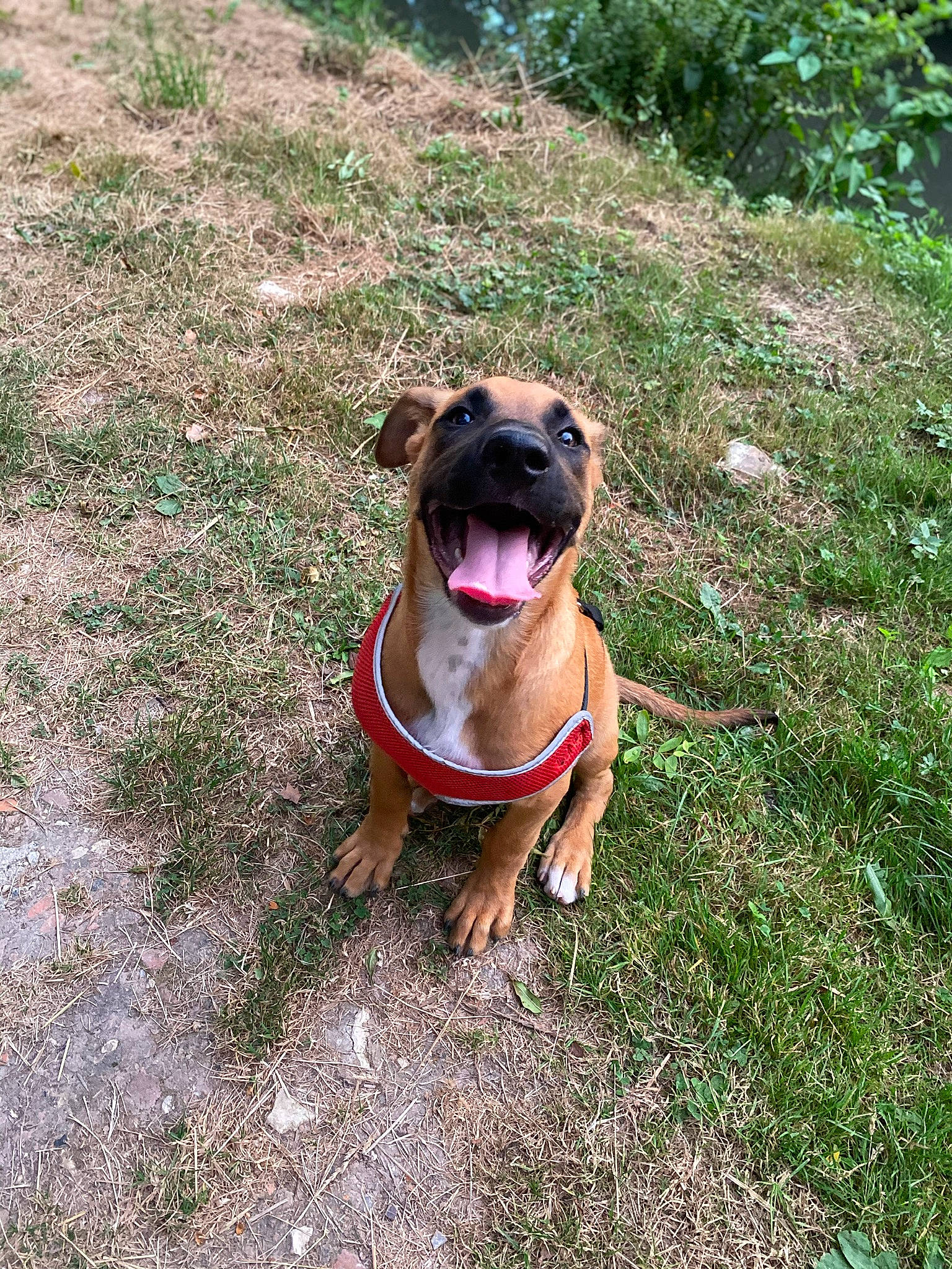 Delta a rejoint le concours — aidez-le/la à gagner de superbes lots ! canidae, carnivore, collar, companion_dog, dog, dog_breed, dog_collar, fawn, grass, groundcover, liver, molosser, non_sporting_group, plant, snout, sporting_group, terrestrial_animal, working_animal, working_dog, wrinkle