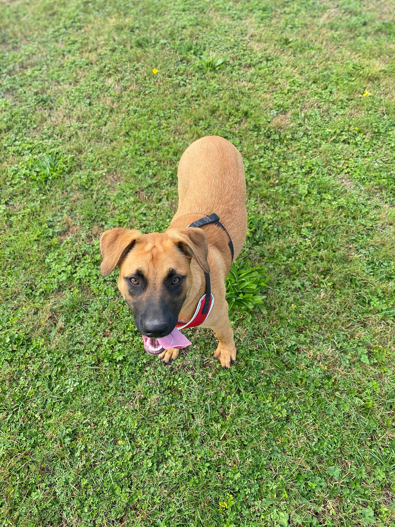 Delta participe au concours pour gagner de l'argent avec cette photo : canidae, carnivore, companion_dog, dog, dog_breed, fawn, grass, grassland, groundcover, lawn, non_sporting_group, pasture, plant, snout, soil, sporting_group, tail, terrestrial_animal, working_animal, working_dog