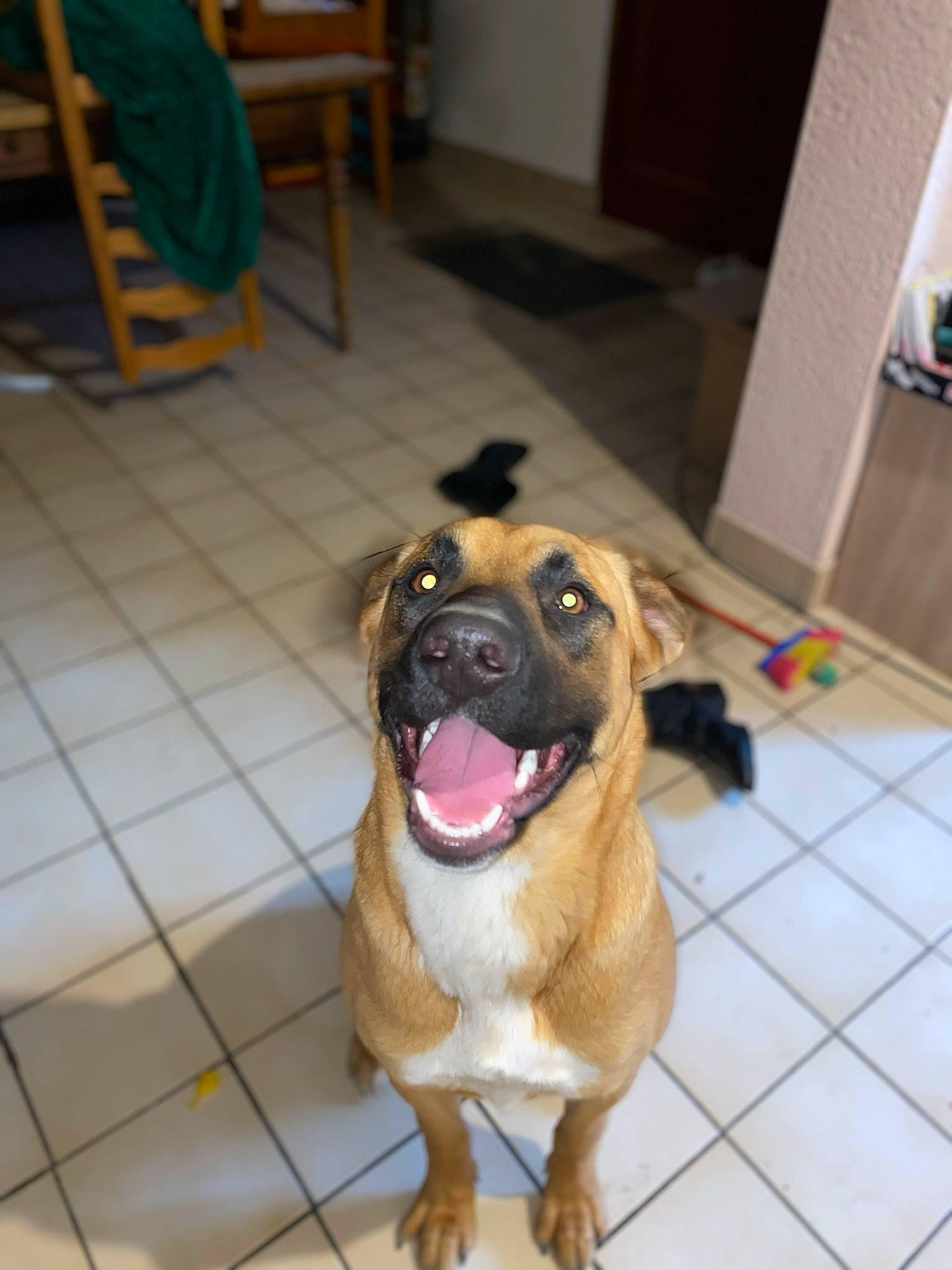 Delta participe au concours pour gagner de l'argent avec cette photo : canidae, carnivore, companion_dog, dog, dog_breed, door, fawn, floor, flooring, fur, hardwood, non_sporting_group, snout, sporting_group, terrestrial_animal, tile_flooring, windsor_chair, working_animal, working_dog, wrinkle