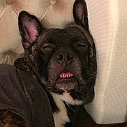 Bruno is registered to the contest to win money with this photo: dog, sleepy, underbite, tufted_headboard, cushion, black_fur, white_chest, ears_up, indoor, resting, pet, cute, canine, closeup, fabric, relaxed, wearing_shirt, bedroom, snuggling, portrait