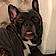 Bruno