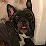 dog, sleepy, underbite, tufted_headboard, cushion, black_fur, white_chest, ears_up, indoor, resting, pet, cute, canine, closeup, fabric, relaxed, wearing_shirt, bedroom, snuggling, portrait