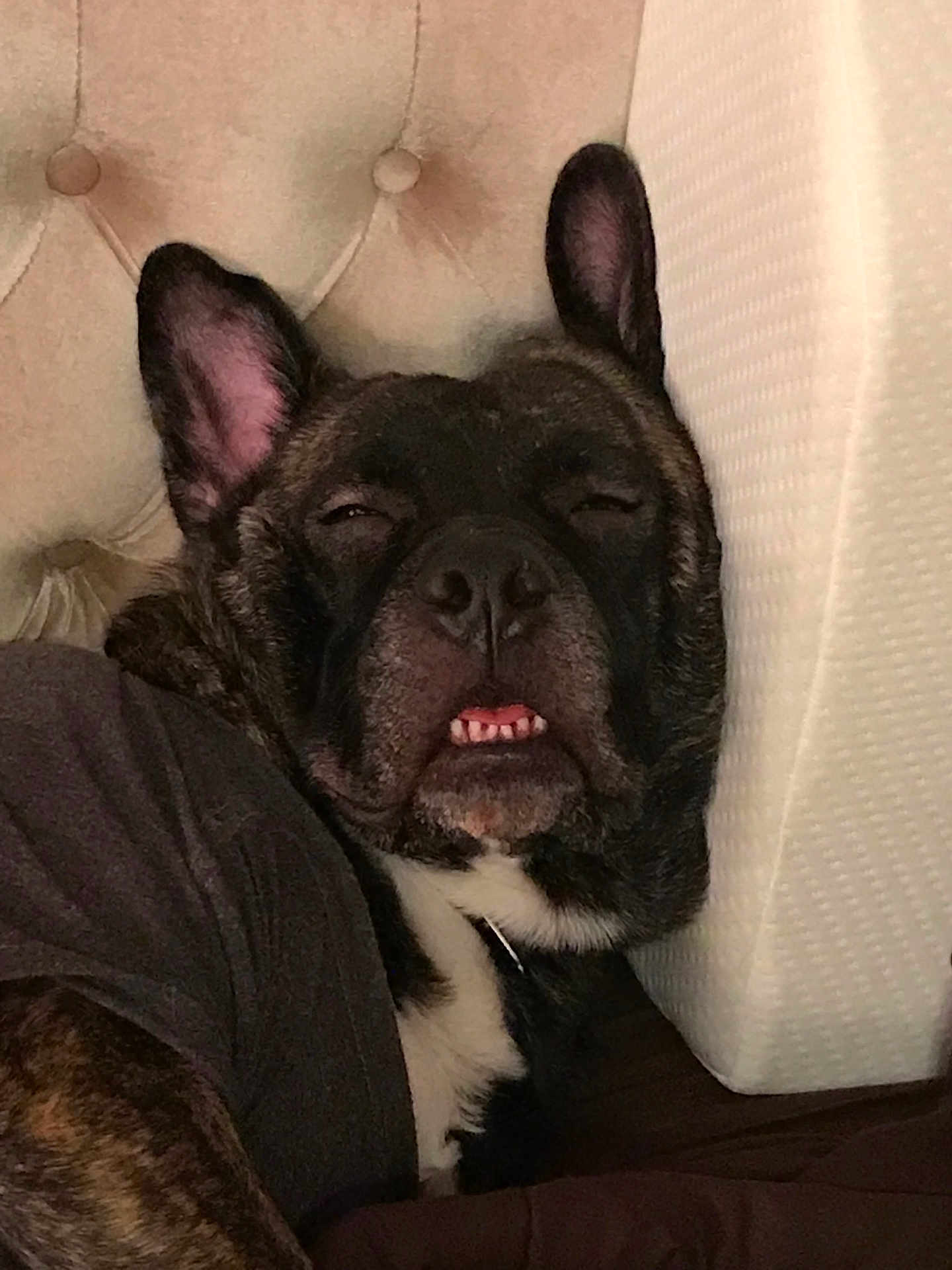 Bruno