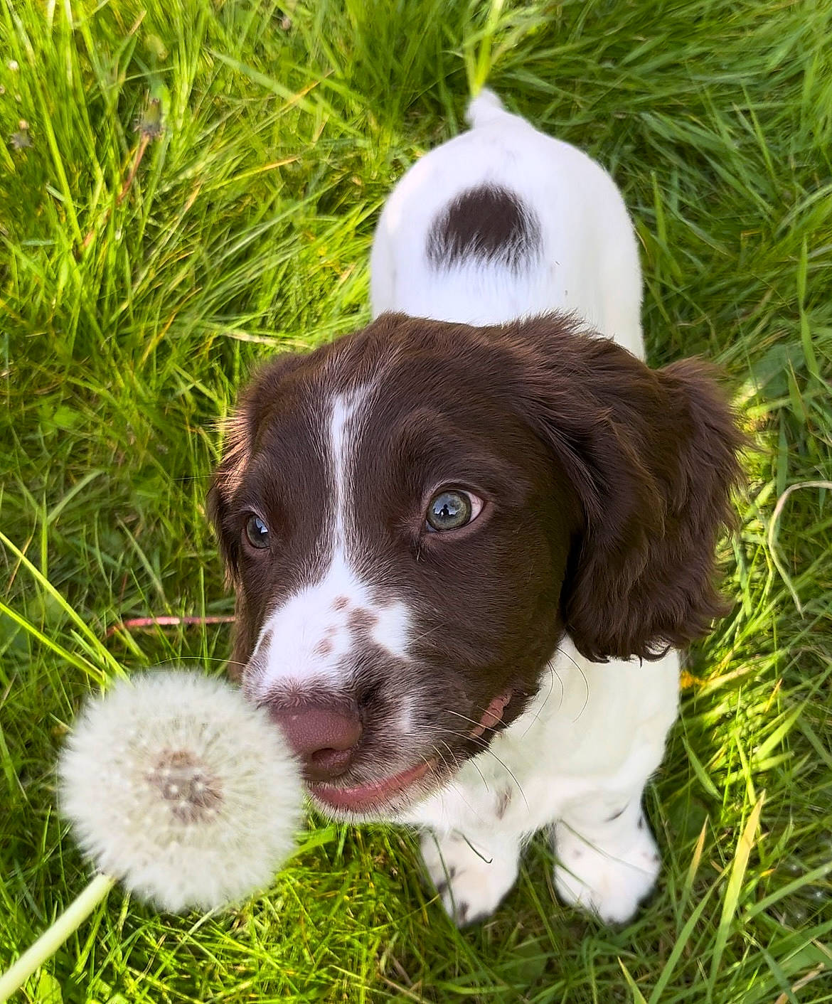 Stanley joined the competition — help win amazing prizes! brittany, canidae, carnivore, companion_dog, dog, dog_breed, fur, grass, groundcover, gun_dog, hunting_dog, liver, plant, pointing_breed, sedge_family, snout, spaniel, sporting_group, terrestrial_animal, whiskers