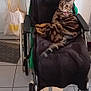 cat, tabby_cat, wheelchair, blanket, kitchen, fridge, tiled_floor, cabinet, bag, bottle, countertop, indoor, pet_collar, collar_tag, relaxed, stripes, pet, feline, gaze, home
